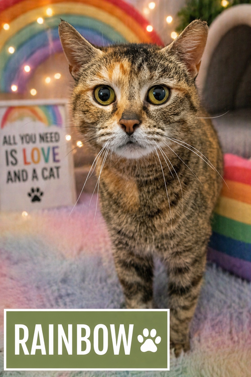 Rainbow (FCID# 04/08/2026 - 20 Trainer), Adult Tabby / Tortoiseshell / Mixed (short coat), cat for adoption in Marcus Hook, Pennsylvania