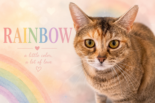 Rainbow (FCID# 04/08/2026 - 20 Trainer)