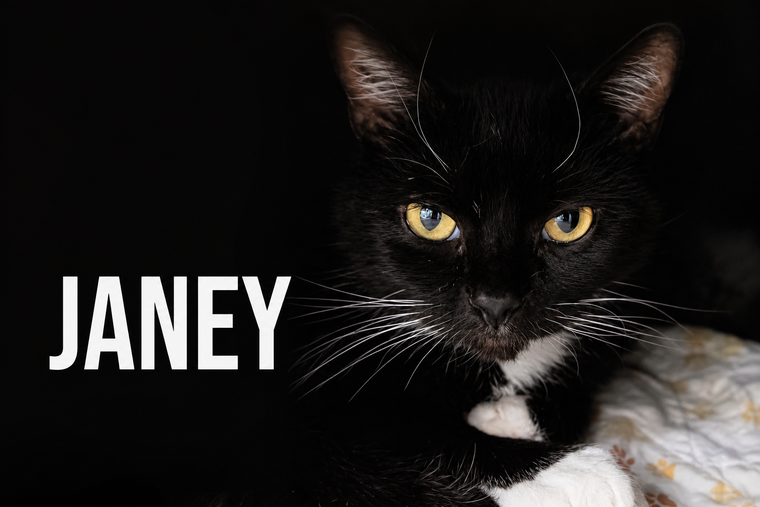 Janey (FCID# 04/20/2026 - 89 Trainer), photo 14