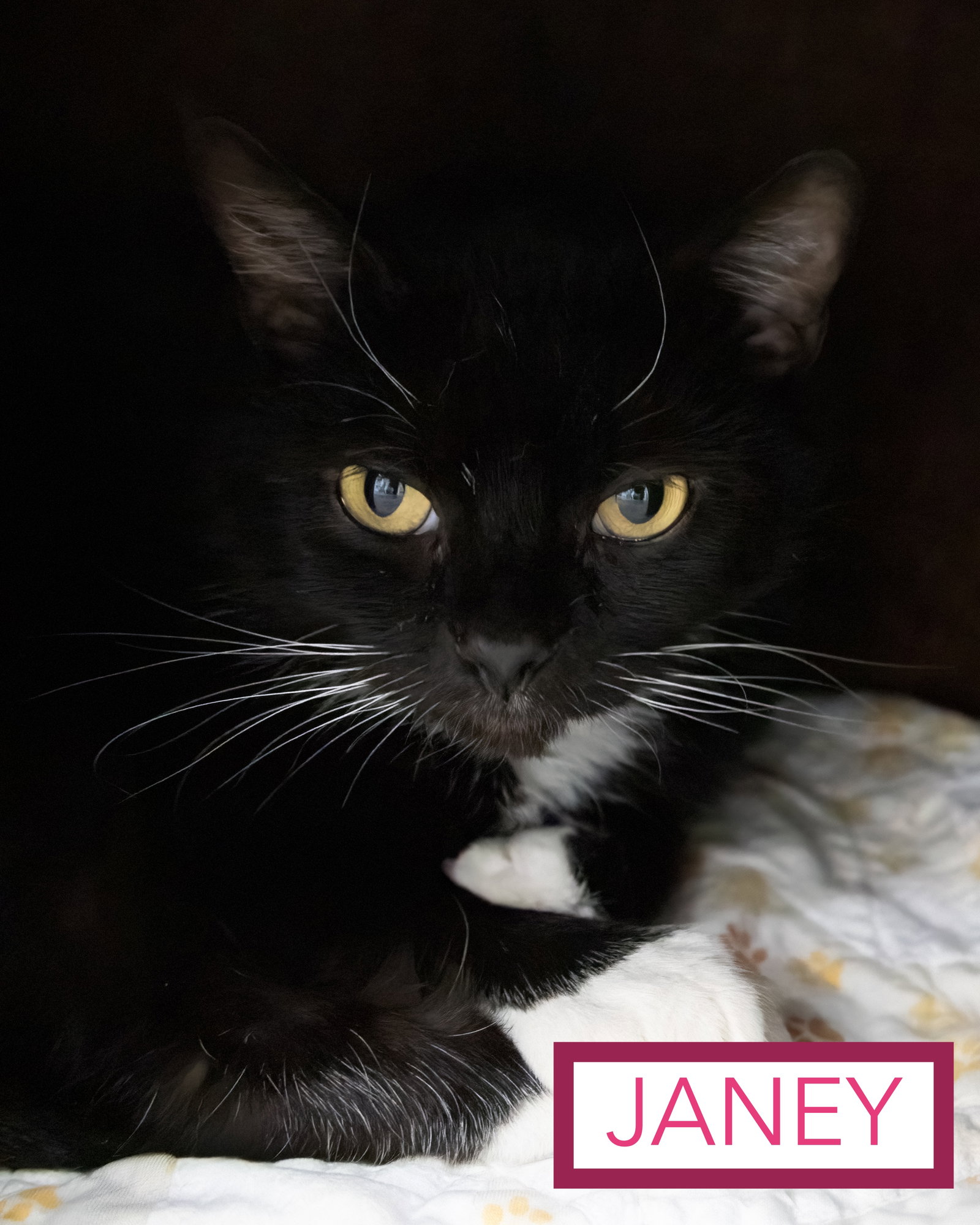 Janey (FCID# 04/20/2026 - 89 Trainer), photo 15