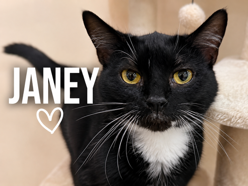 Janey (FCID# 04/20/2026 - 89 Trainer), an adoptable Tuxedo in Greenville, DE