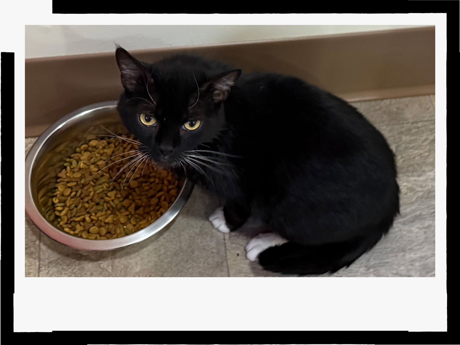 Janey (FCID# 04/20/2026 - 89 Trainer), photo 10