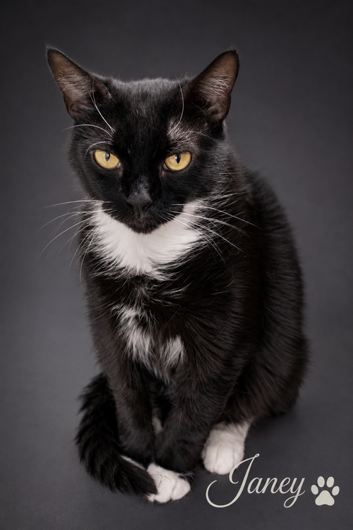 Janey (FCID# 04/20/2026 - 89 Trainer), an adoptable Tuxedo in Greenville, DE