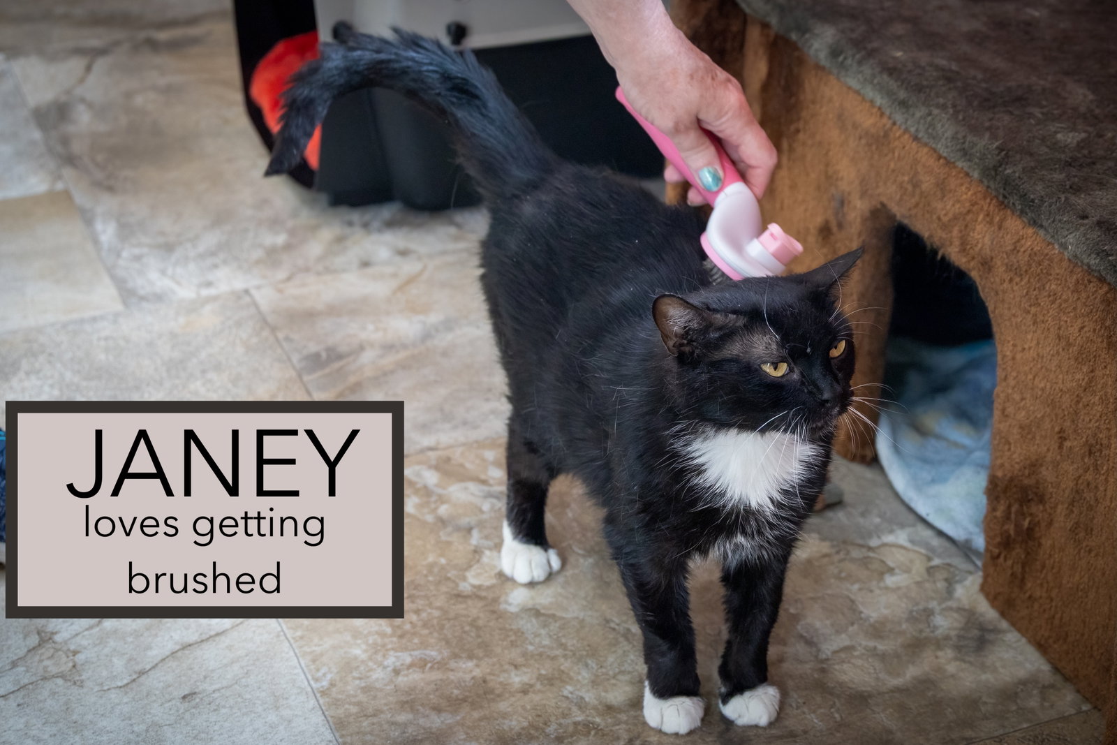 Janey (FCID# 04/20/2026 - 89 Trainer), photo 4