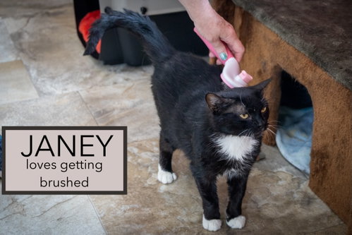 Photo 3 of Janey (FCID# 04/20/2026 - 89 Trainer)