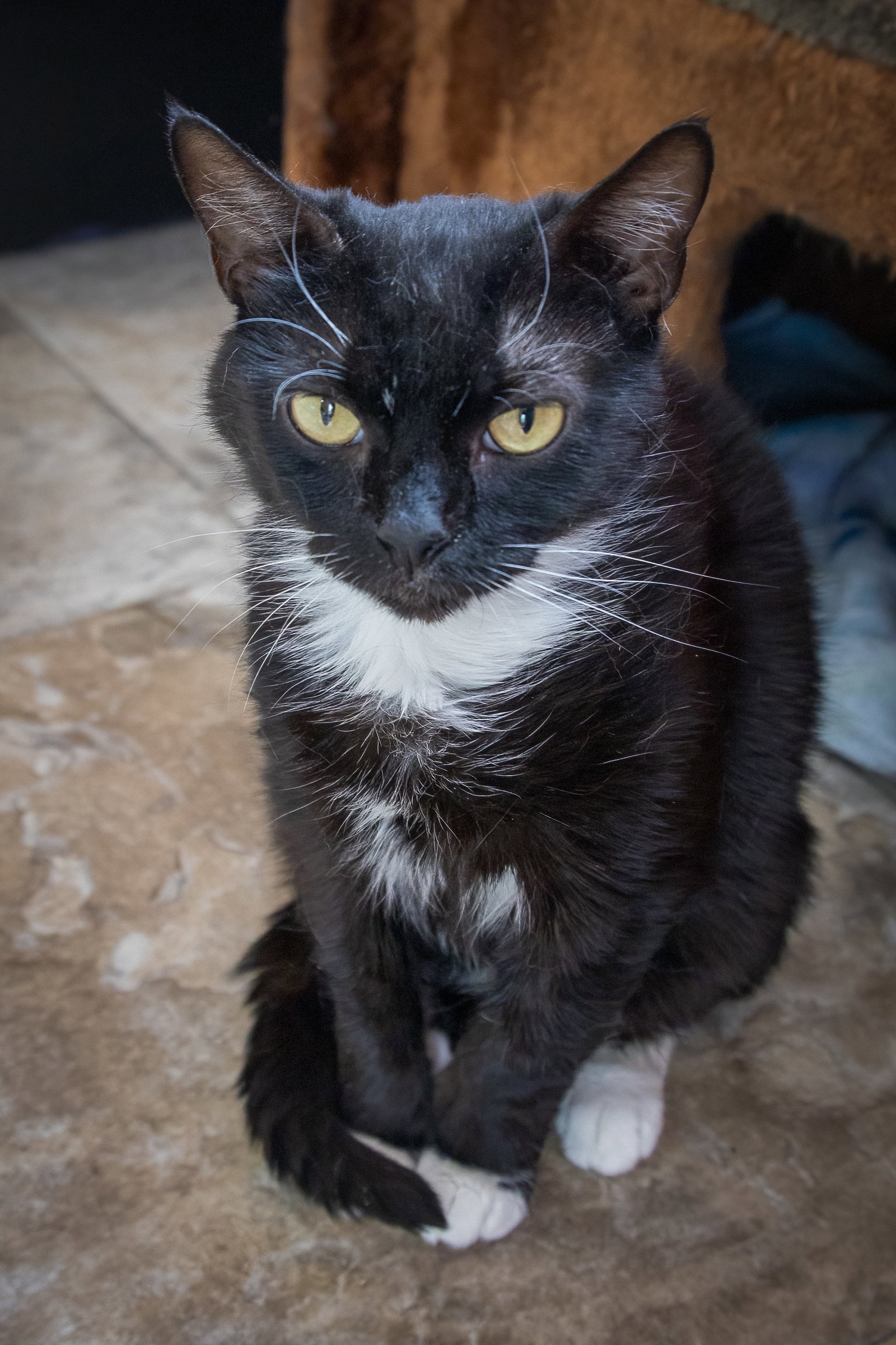 Janey (FCID# 04/20/2026 - 89 Trainer), photo 8