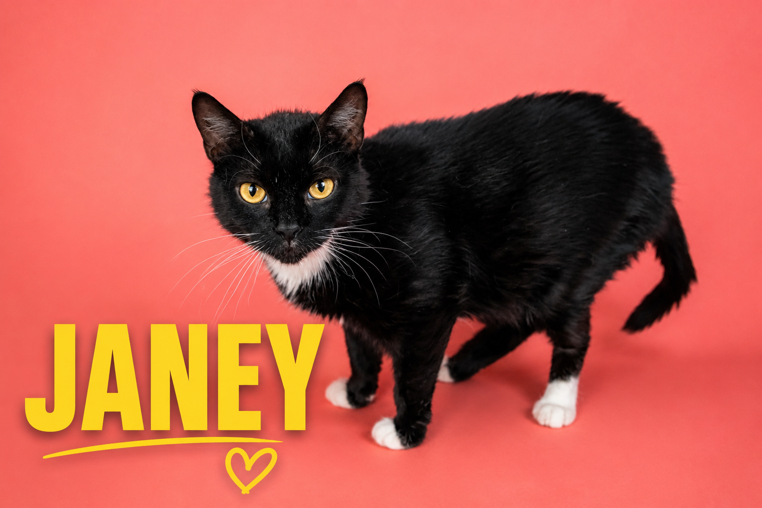 Janey (FCID# 04/20/2026 - 89 Trainer), photo 7
