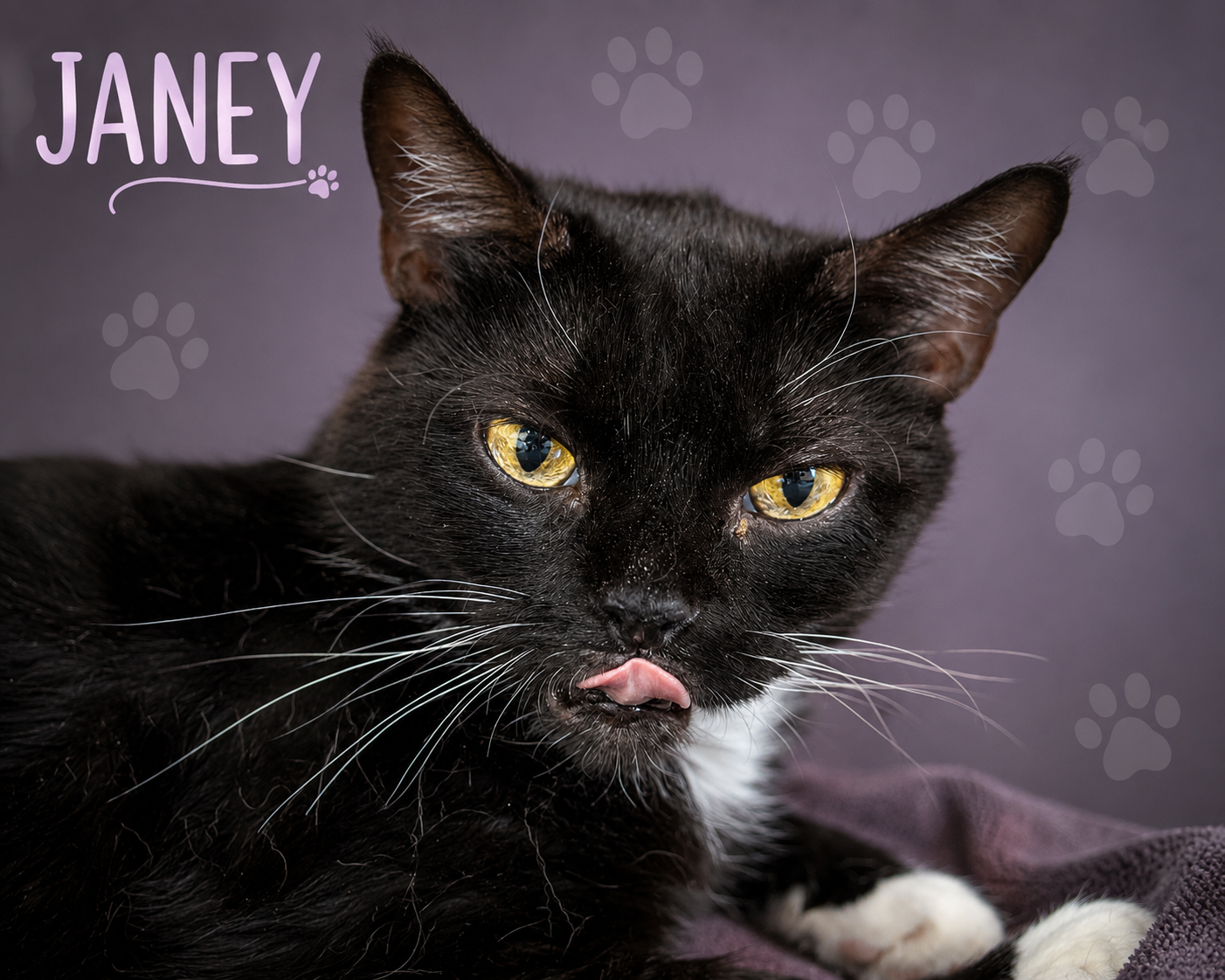 Janey (FCID# 04/20/2026 - 89 Trainer), photo 2
