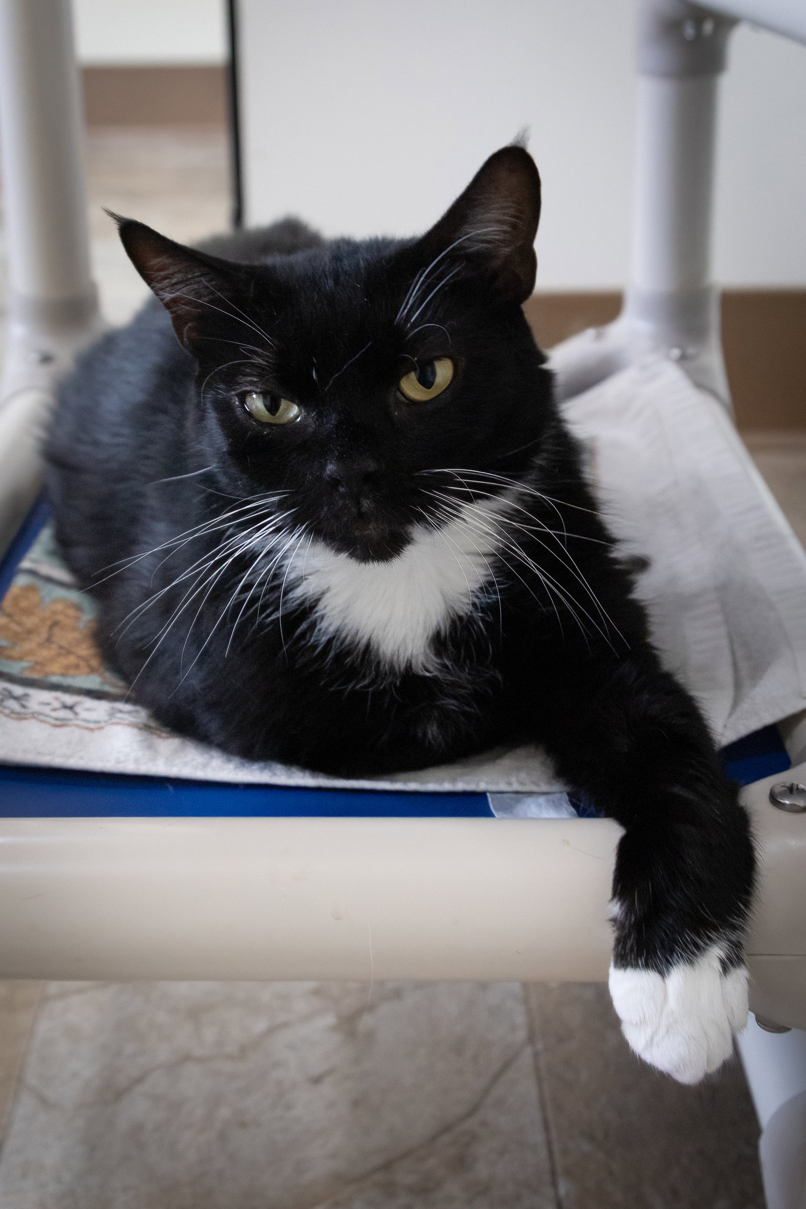 Janey (FCID# 04/20/2026 - 89 Trainer), photo 5