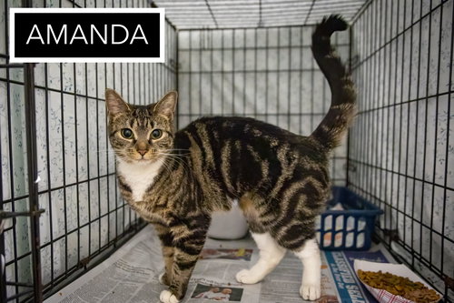 Amanda (FCID# 04/20/2026 - 88 Trainer), an adoptable Tabby in Greenville, DE