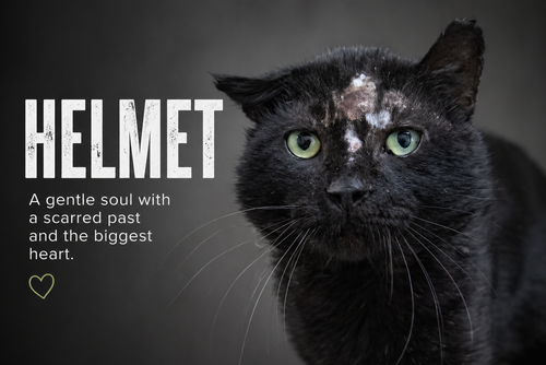 Helmet (FCID# 04/22/2026 - 28 Trainer), an adoptable Domestic Short Hair in Greenville, DE