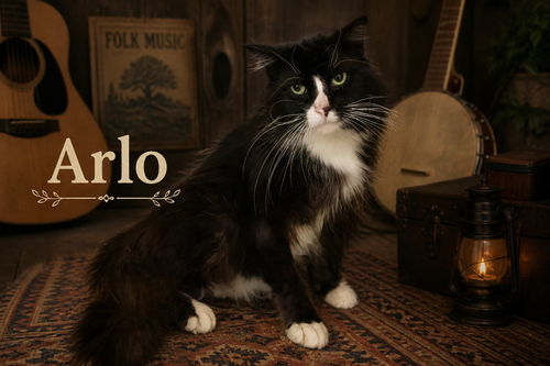Arlo (FCID# 04/22/2026 - 35 Trainer), an adoptable Tuxedo in Greenville, DE