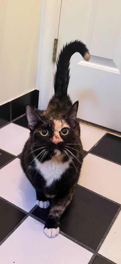 Arden (FCID# 04/09/2026 - 63 Middletown PS) C, an adoptable Calico in Greenville, DE