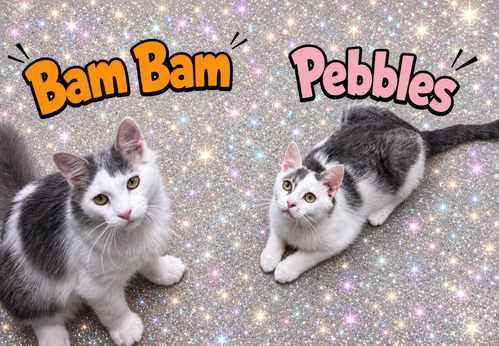 Bam Bam w/Pebbles (f) (FCID# 03/16/26-38,39) C, an adoptable Domestic Medium Hair in Greenville, DE