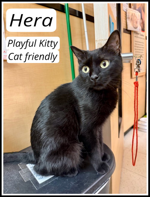 Hera (FCID# 04/22/2026-145) Jenkintown PS, an adoptable Domestic Short Hair in Greenville, DE