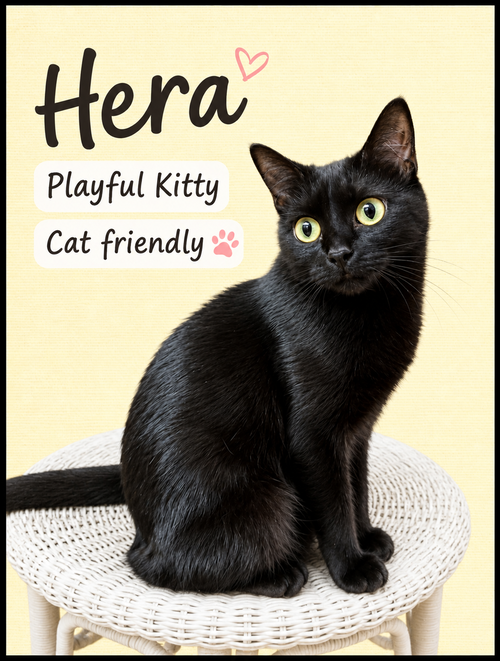 Hera (FCID# 04/22/2026-145) Willow Grove PA, Young Domestic Short Hair (medium coat), cat for adoption in Willow Grove, Pennsylvania