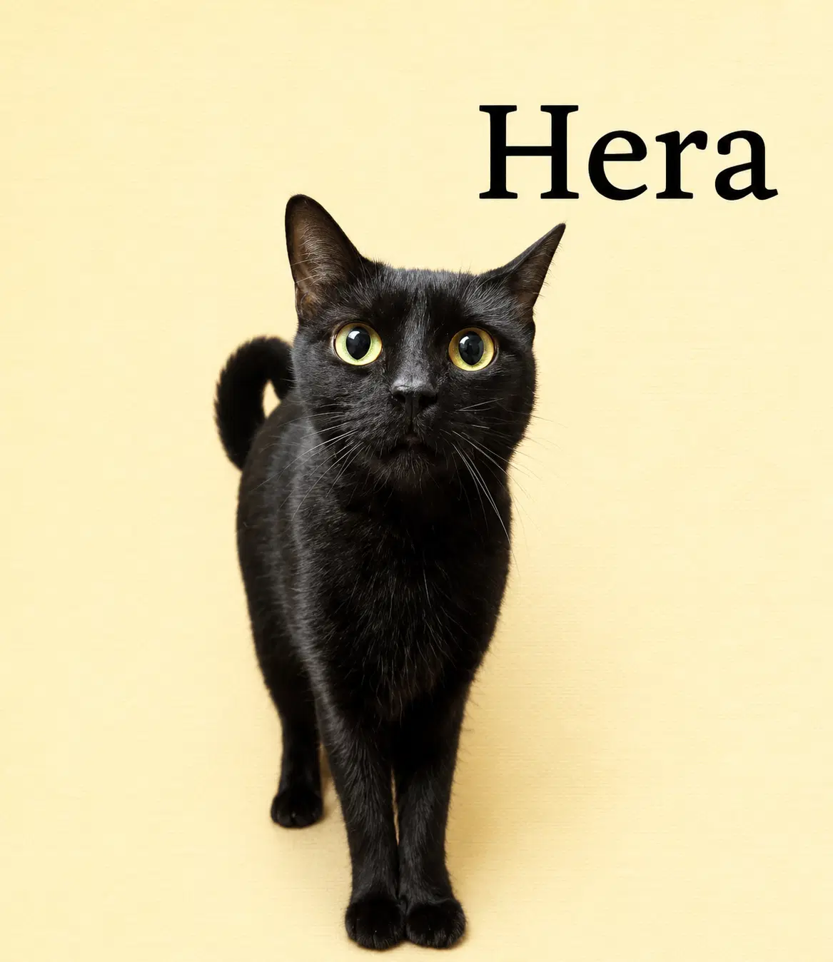 Hera Fcid - Willow Grove Pa image 2