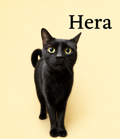 Photo 2 of Hera (FCID# 04/22/2026-145) Willow Grove PA