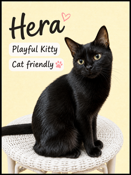 Hera (FCID# 04/22/2026-145) Willow Grove PA, a cat for adoption from Forgotten Cats, Inc.