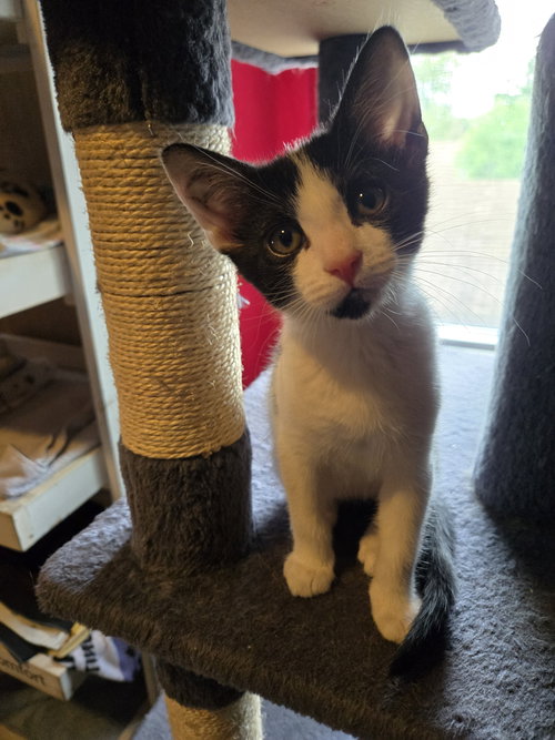 Eddie, Jenkintown PS, (FCID 04/29/2026-119), an adoptable Domestic Short Hair in Greenville, DE