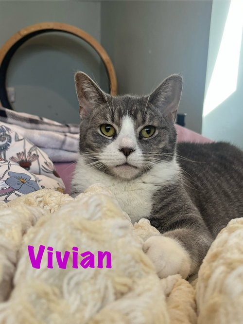 Vivian, Willow Grove Area, (FCID 8/26/2025-115), an adoptable Domestic Short Hair in Greenville, DE