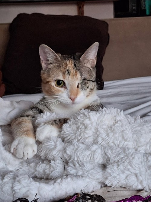 Clara, Willow Grove Area, (FCID 01/13/2026-151), an adoptable Dilute Calico in Greenville, DE