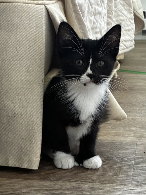 Petal, Willow Grove PS, (FCID 05/06/2026-134), an adoptable Extra-Toes Cat in Greenville, DE
