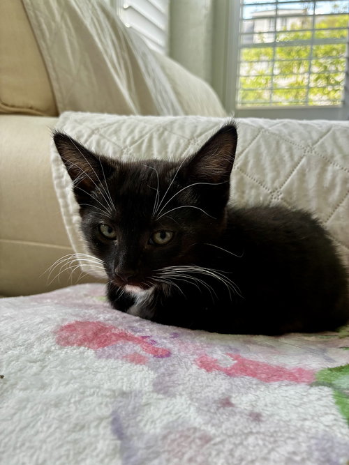 Daffodil, Willow Grove Area, (FCID 05/06/2026-138), an adoptable Domestic Short Hair in Greenville, DE