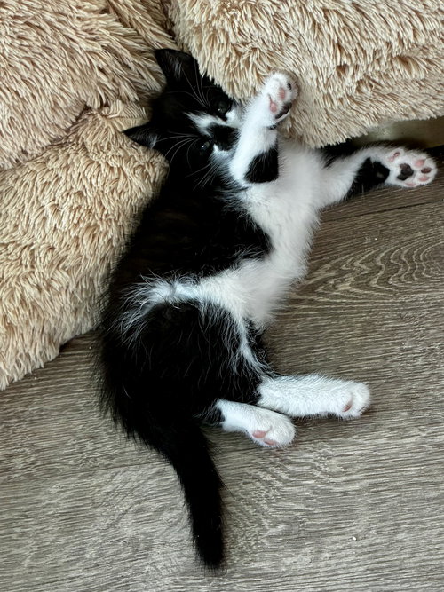 Fern, Willow Grove Area, (FCID 05/06/2026-136), an adoptable Domestic Short Hair in Greenville, DE
