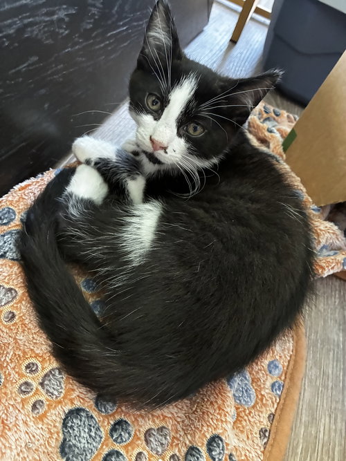 Sprout, Willow Grove Area, (FCID 05/06/2026-139), an adoptable Domestic Short Hair in Greenville, DE
