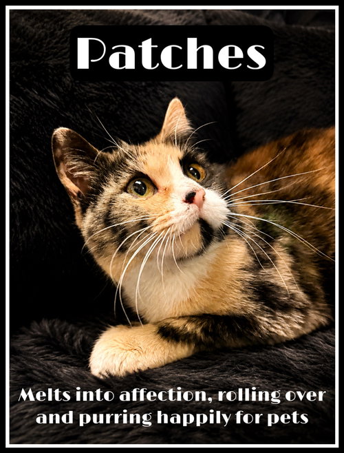 Patches (FCID#04/28/2026 - 118) Willow Grove, an adoptable Calico in Greenville, DE