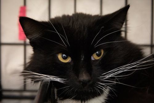 Naoki (FCID# 04/27/2026 - 33 Trainer), an adoptable Domestic Medium Hair in Greenville, DE