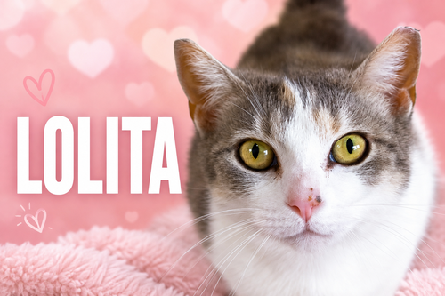 Lolita (FCID# 04/27/2026 - 25 Trainer), an adoptable Dilute Calico in Greenville, DE