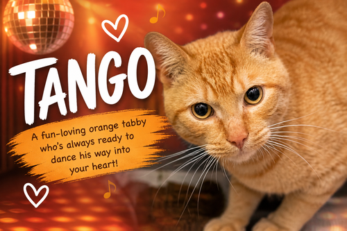 Tango (FCID 04/27/2026 - 46 Trainer), Adult Tabby (short coat), cat for adoption in Marcus Hook, Pennsylvania
