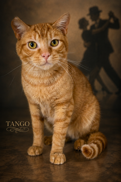 Tango (FCID 04/27/2026 - 46 Trainer)