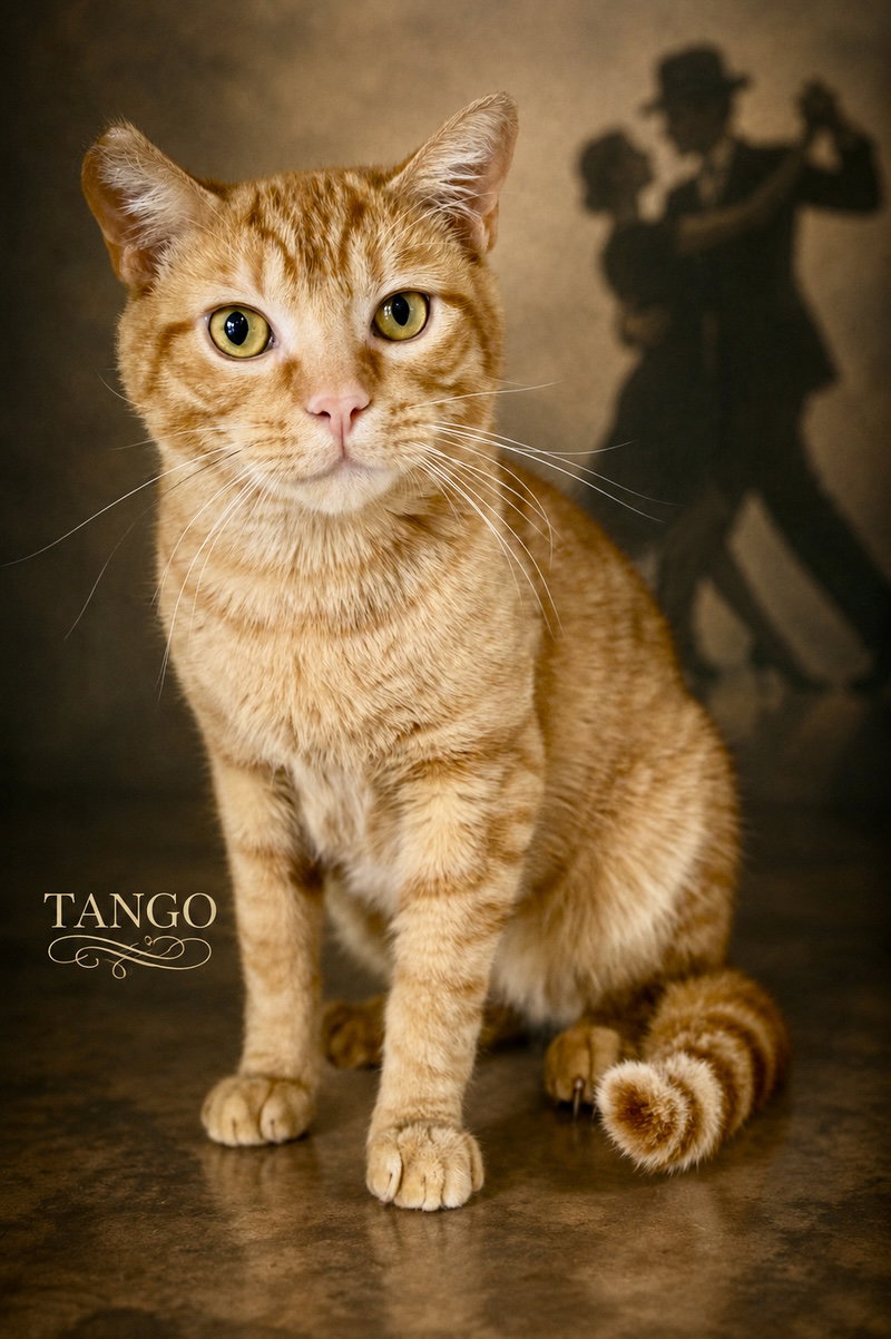 Tango (FCID# 04/27/2026 - 46 Glen Mills PS) C, cat
