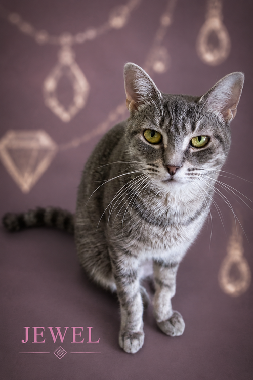 Jewel (FCID# 04/27/2026 - 17 Trainer), Adult Tabby (short coat), cat for adoption in Marcus Hook, Pennsylvania