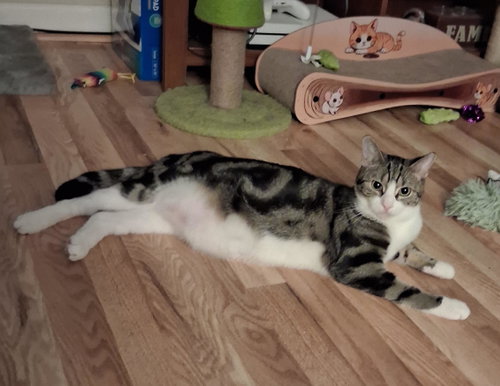 Rocco w/Sandy (FCID# 08/15/25-113 Willow Grove PS), an adoptable Tabby in Greenville, DE