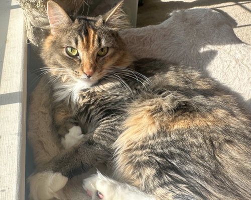 Lacey, Willow Grove Area, (FCID 12/17/2024-132), an adoptable Domestic Medium Hair in Greenville, DE