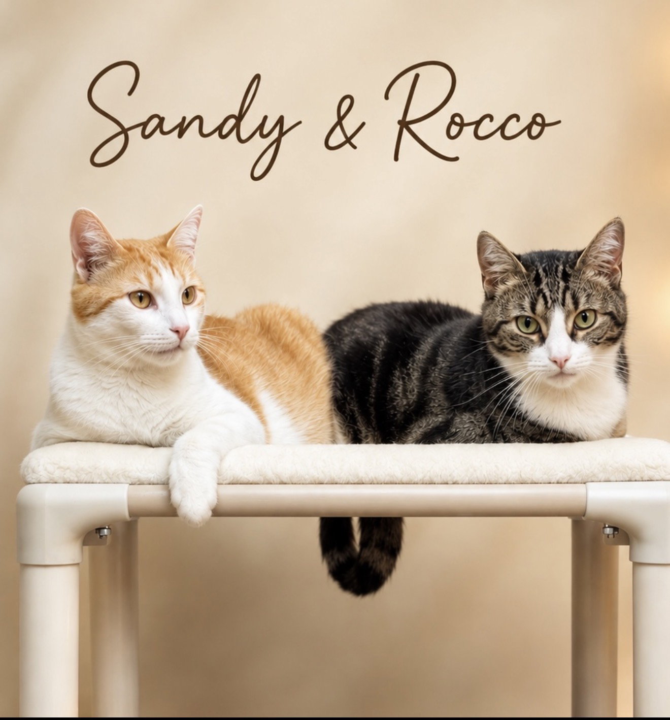 Sandy w/Rocco (FCID 08/15/25-112 Willow Grove PS), cat