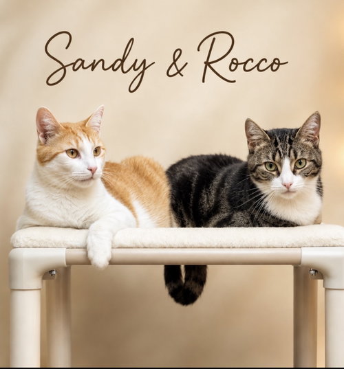 Sandy w/Rocco (FCID 08/15/25-112, Willow Grove PA), a cat for adoption from Forgotten Cats, Inc.