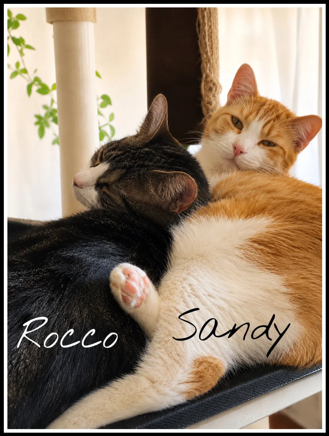 Sandy Wrocco Fcid - Willow Grove Pa image 4