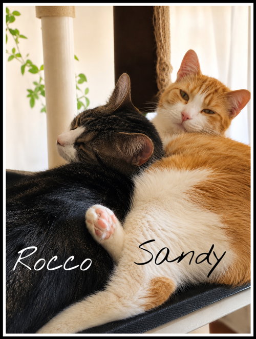 Photo 4 of Sandy w/Rocco (FCID 08/15/25-112, Willow Grove PA)