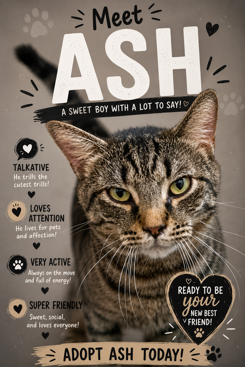 Ash (FCID# 05/05/2026 - 28 Trainer)