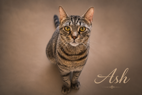 Ash (FCID# 05/05/2026 - 28 Trainer), Adult Tabby (short coat), cat for adoption in Marcus Hook, Pennsylvania