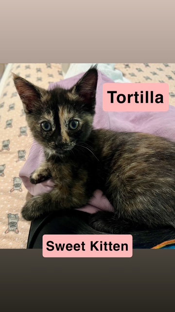 Tortilla, Willow Grove Area, (FCID 05/13/2026-129), an adoptable Domestic Short Hair in Greenville, DE