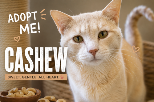 Cashew (FCID# 05/07/2026 - 64 Trainer), Adult Tabby (short coat), cat for adoption in Marcus Hook, Pennsylvania
