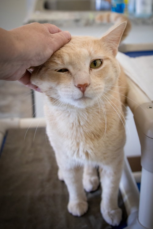 Cashew photo 4
