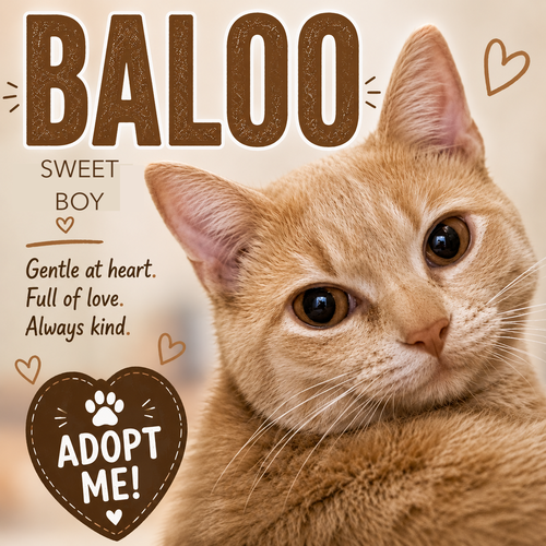 Baloo (FCID# 05/04/2026 - 52 Trainer), Young Tabby (short coat), cat for adoption in Marcus Hook, Pennsylvania
