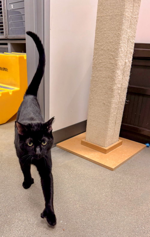 Cole:Polydactyl (FCID 4/23/26-27 Middletown PS) KC